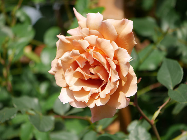 つるジュリア(Julia Climbing)の花が増えてきた。ツルバラ。2021年-070.jpg