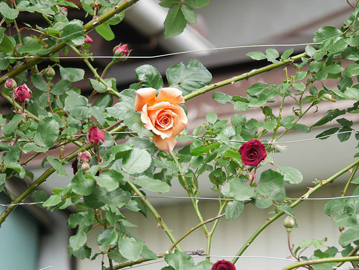 つるジュリア(Julia Climbing)の花が増えてきた。ツルバラ。2021年-072.jpg