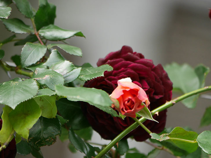 つるジュリア(Julia Climbing)の花が増えてきた。ツルバラ。2021年-079.jpg