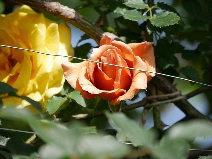 つるジュリア(Julia Climbing)の花が増えてきた。ツルバラ。2021年-089.jpg