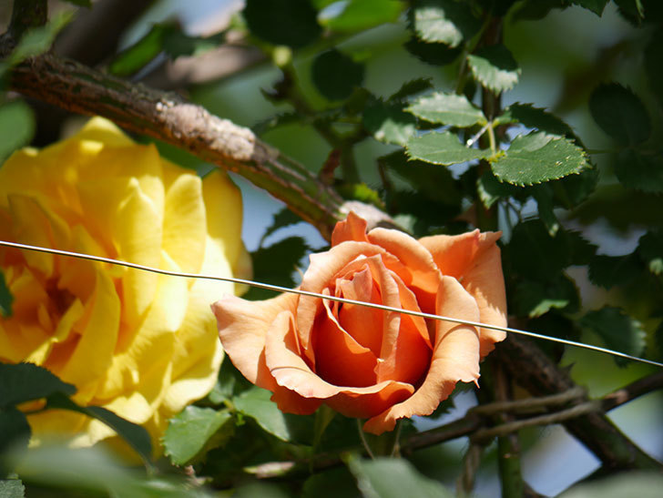 つるジュリア(Julia Climbing)の花が増えてきた。ツルバラ。2021年-090.jpg