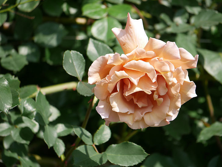 つるジュリア(Julia Climbing)の花が増えてきた。ツルバラ。2021年-093.jpg