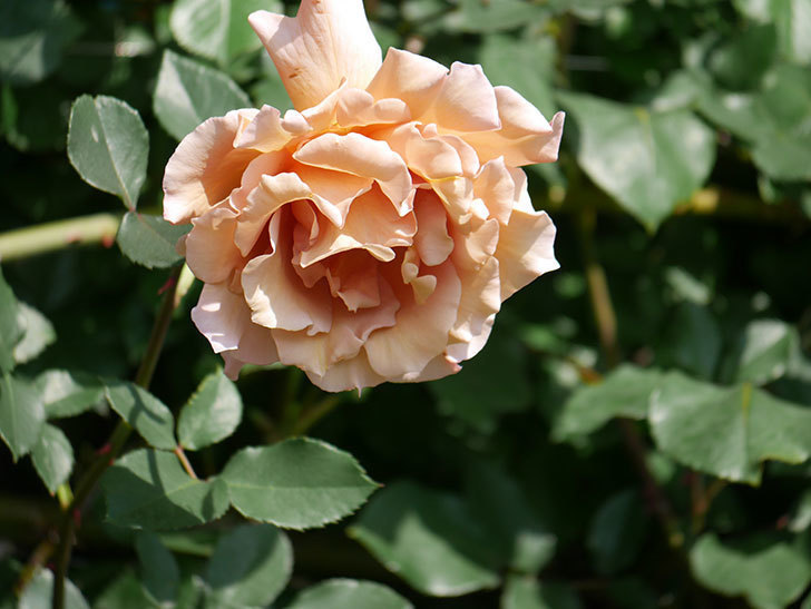 つるジュリア(Julia Climbing)の花が増えてきた。ツルバラ。2021年-094.jpg