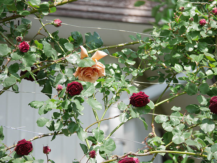 つるジュリア(Julia Climbing)の花が増えてきた。ツルバラ。2021年-095.jpg