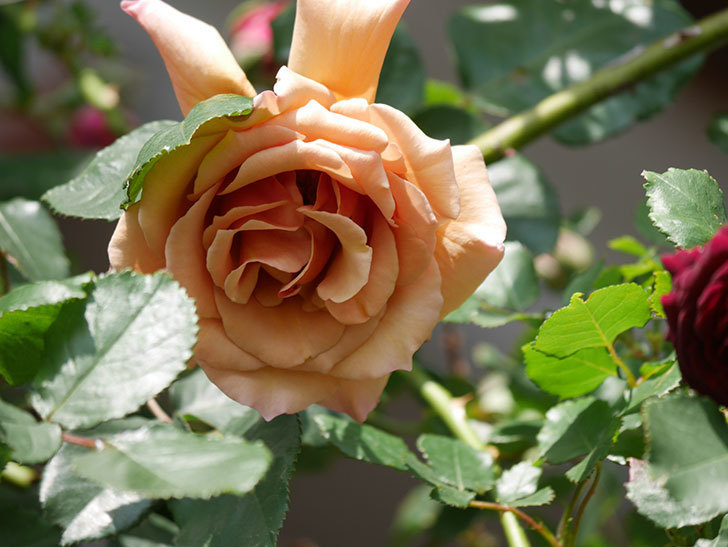 つるジュリア(Julia Climbing)の花が増えてきた。ツルバラ。2021年-096.jpg