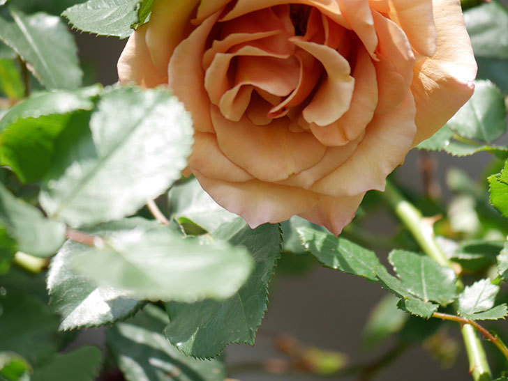 つるジュリア(Julia Climbing)の花が増えてきた。ツルバラ。2021年-097.jpg