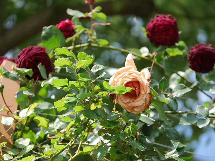 つるジュリア(Julia Climbing)の花が増えてきた。ツルバラ。2021年-098.jpg
