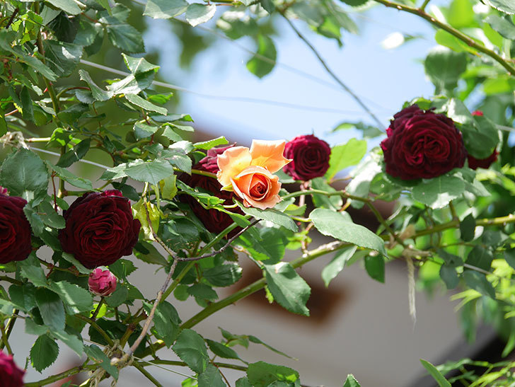 つるジュリア(Julia Climbing)の花が増えてきた。ツルバラ。2021年-099.jpg