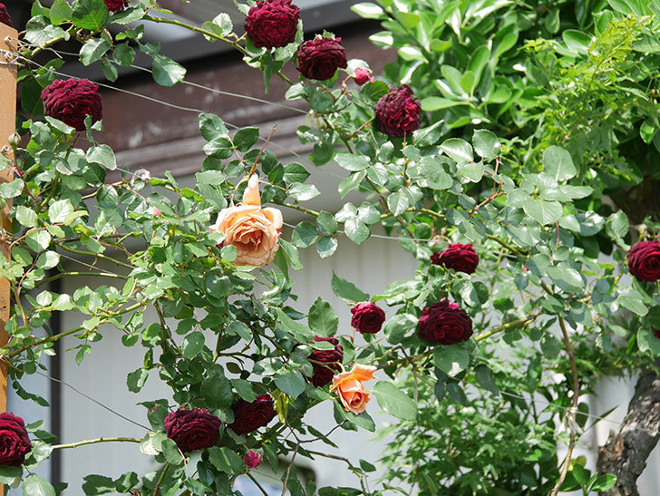 つるジュリア(Julia Climbing)の花が増えてきた。ツルバラ。2021年-102.jpg