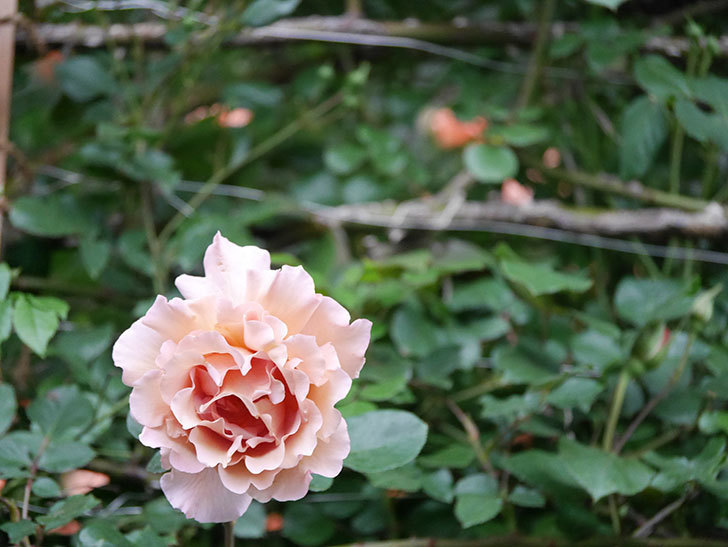 つるジュリア(Julia Climbing)の花が増えてきた。ツルバラ。2021年-103.jpg