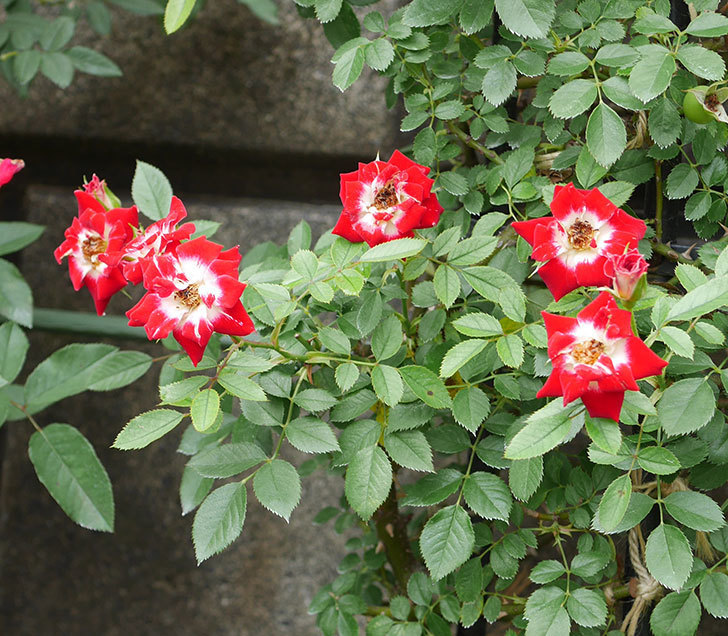つるリトル・アーティスト(ミニバラ)の2番花が咲いた。2019年-2.jpg