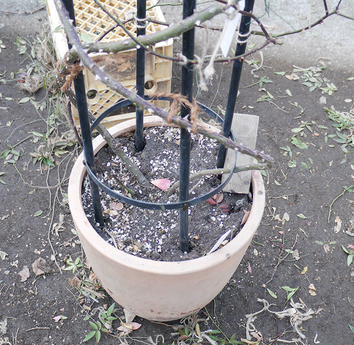 つるリトル・アーティスト(ミニバラ)の鉢植えをオベリスクに誘引した。2019年-10.jpg