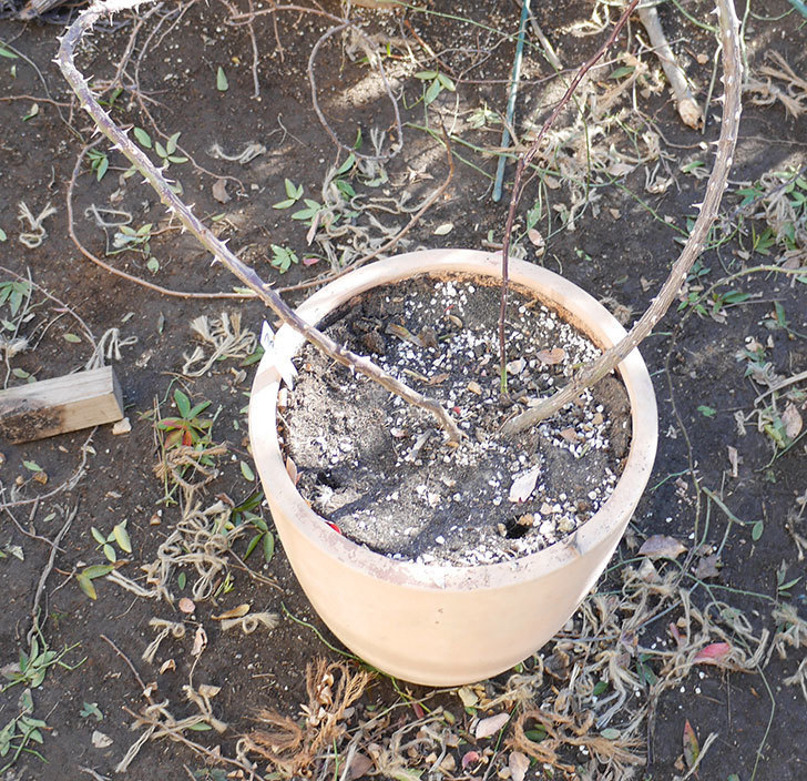 つるリトル・アーティスト(ミニバラ)の鉢植えをオベリスクに誘引した。2019年-6.jpg