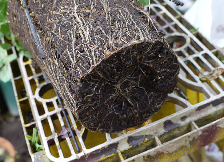 つるリトル・アーティスト(ミニバラ)を鉢に植えた。2016年-4.jpg
