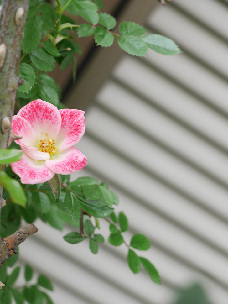 つるリトル・アーティスト(Little Artist Climbing)の花が咲きだした。ツルミニバラ。2022年-002.jpg