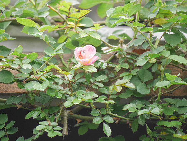 つるリトル・アーティスト(Little Artist Climbing)の花が咲きだした。ツルミニバラ。2022年-008.jpg