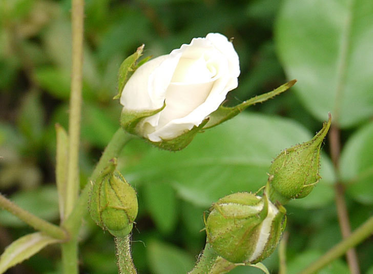 アイスバーグ(バラ)が1個だけ少し咲いた。2016年-3.jpg