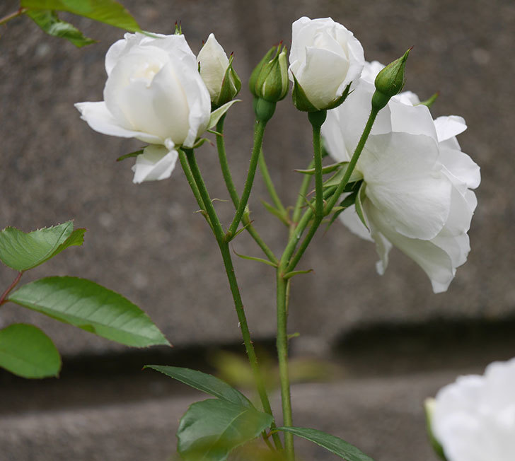 アイスバーグ(木立バラ)の花が増えて来た。2019年-7.jpg