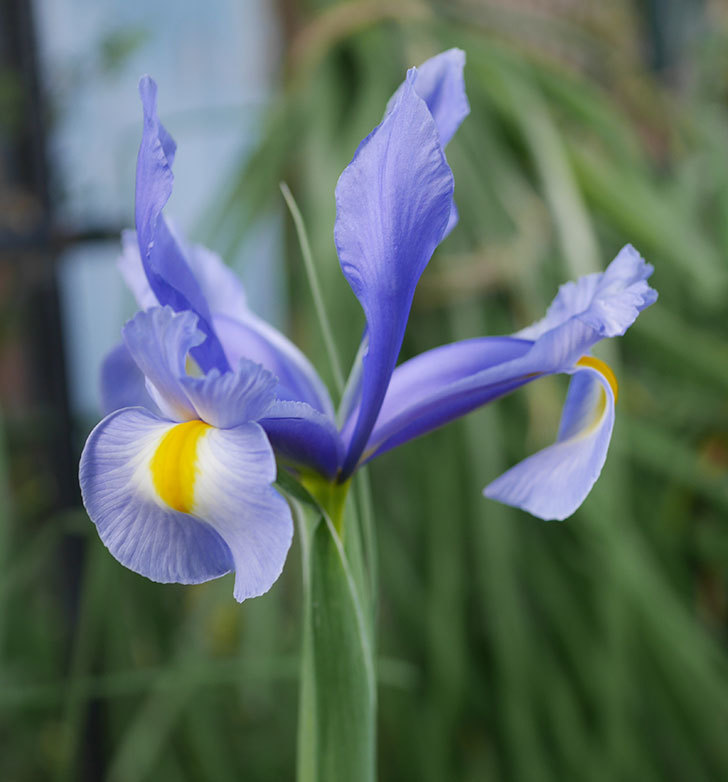 アイリスの花が1個咲いた。2020年-4.jpg