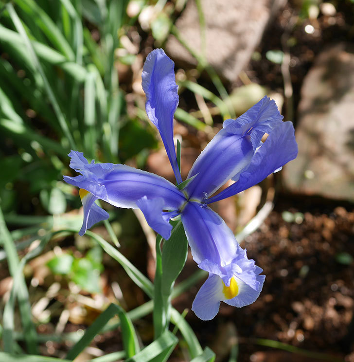 アイリスの花が1個咲いた。2020年-6.jpg