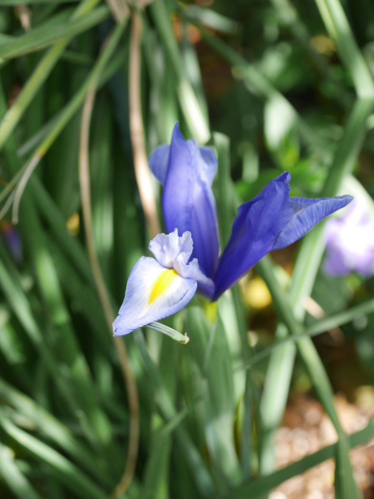 アイリスの花が咲いた。2022年-008.jpg