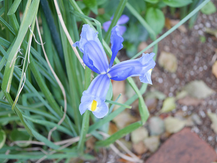アイリスの花が咲いた。2022年-012.jpg