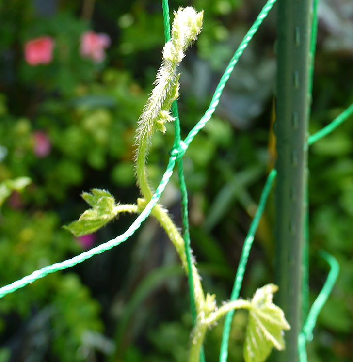 アサガオ-暁の光の花にチャノホコリダニが発生した。2016年-4.jpg
