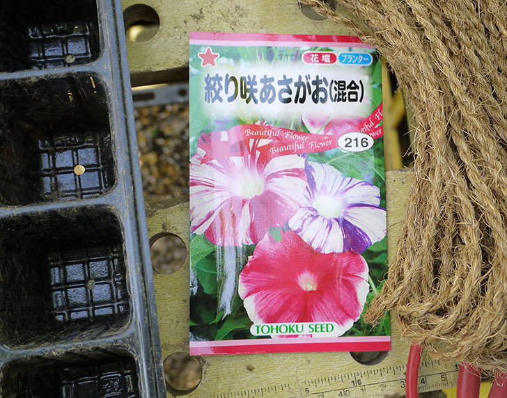 アサガオの種を蒔いた。2016年-2.jpg