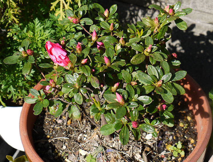 アザレアが咲きはじめた。2015年-3.jpg
