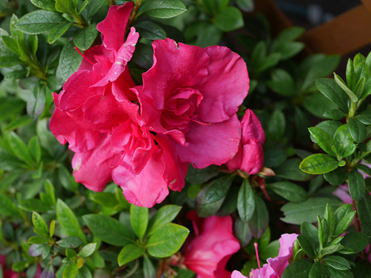 アザレアの花が咲いた。2021年-001.jpg