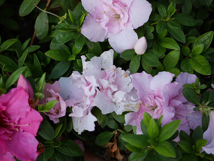 アザレアの花が咲いた。2021年-002.jpg