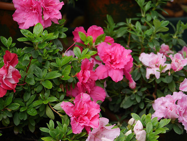 アザレアの花が咲いた。2021年-010.jpg