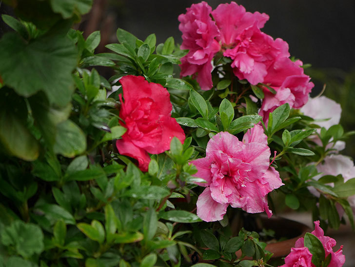 アザレアの花が咲いた。2021年-011.jpg