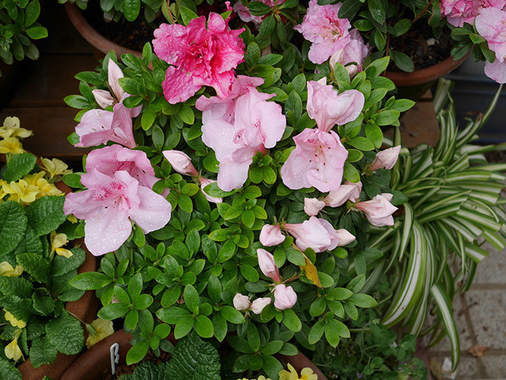 アザレアの花が咲いた。2021年-014.jpg