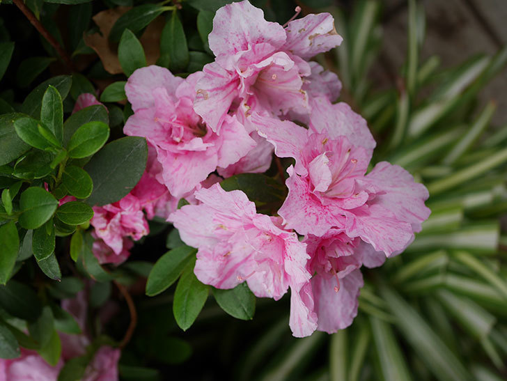 アザレアの花が咲いた。2021年-017.jpg