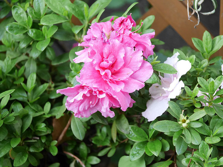 アザレアの花が咲いた。2021年-022.jpg