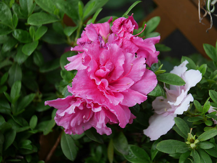 アザレアの花が咲いた。2021年-023.jpg