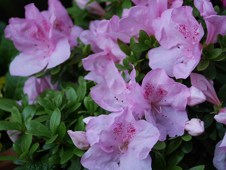 アザレアの花が咲いた。2021年-024.jpg