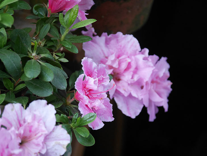 アザレアの花が咲いた。2021年-025.jpg