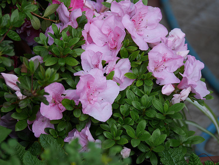 アザレアの花が咲いた。2021年-028.jpg