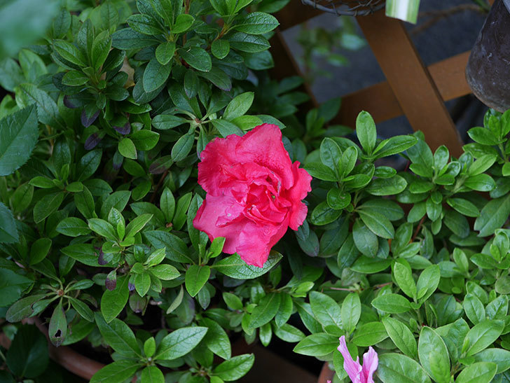 アザレアの花が咲いた。2021年-031.jpg