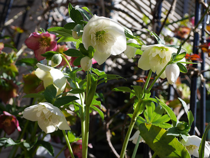 アシュードホワイトシフォンの花がたくさん咲いた。2021年-010.jpg