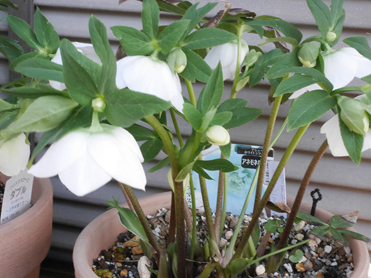 アシュードホワイトシフォンの花が咲いた。2020年-5.jpg