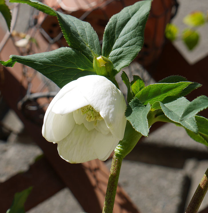 アシュードホワイトシフォンの花が咲きだした。2018年-1.jpg