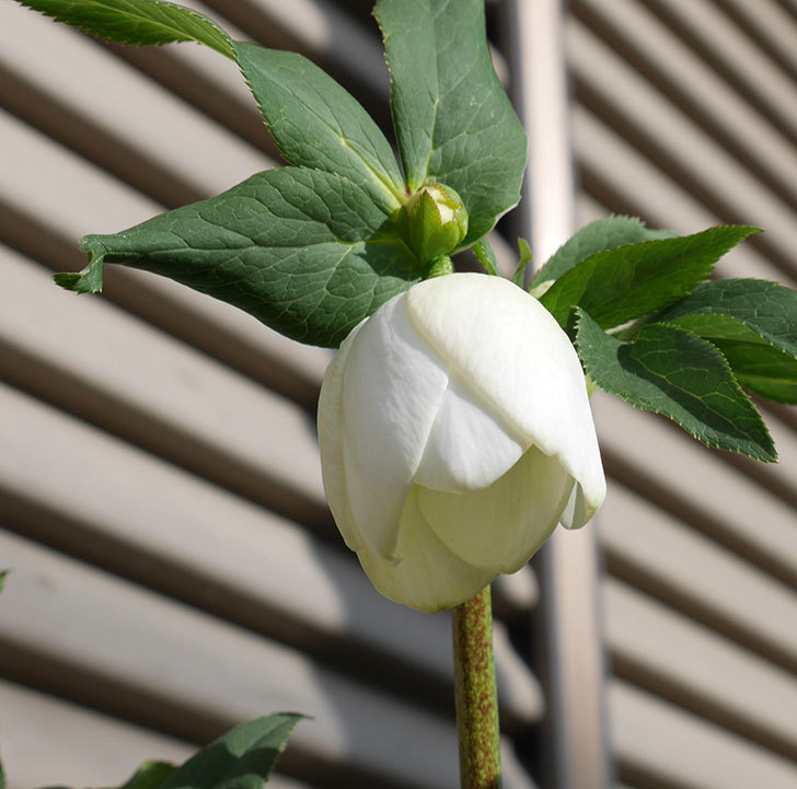 アシュードホワイトシフォンの花が咲きだした。2018年-5.jpg