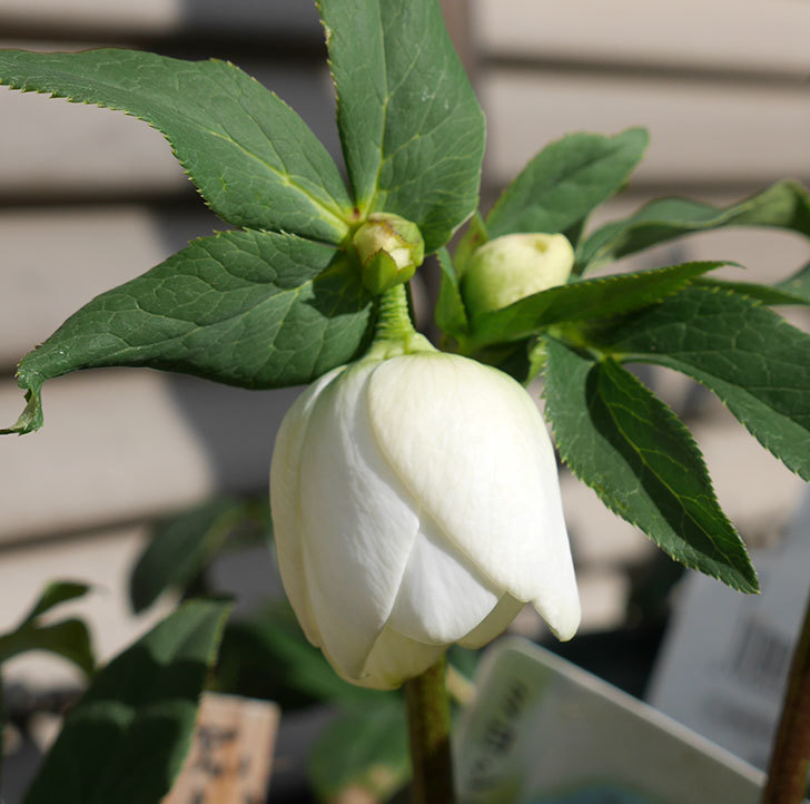 アシュードホワイトシフォンの花が咲きだした。2018年-6.jpg