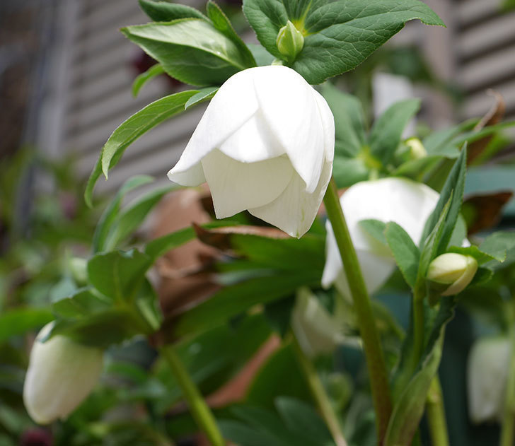 アシュードホワイトシフォンの花が咲きだした。2020年-2.jpg