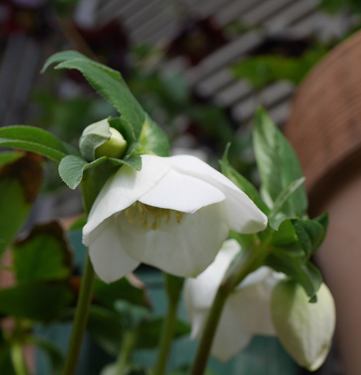 アシュードホワイトシフォンの花が咲きだした。2020年-4.jpg