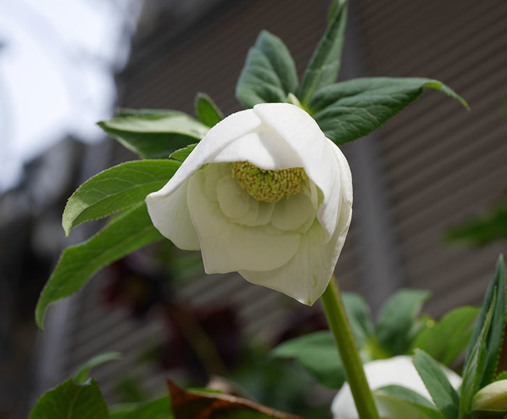 アシュードホワイトシフォンの花が咲きだした。2020年-6.jpg
