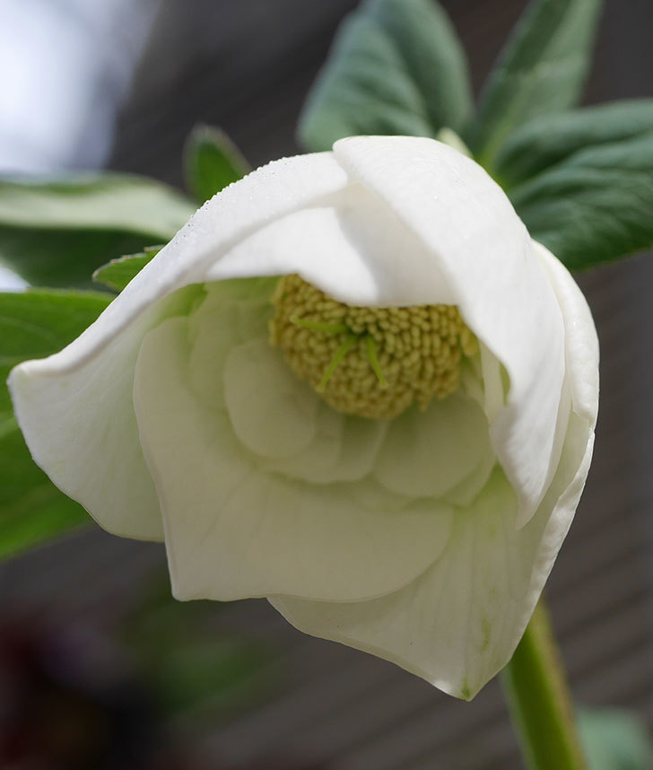 アシュードホワイトシフォンの花が咲きだした。2020年-7.jpg